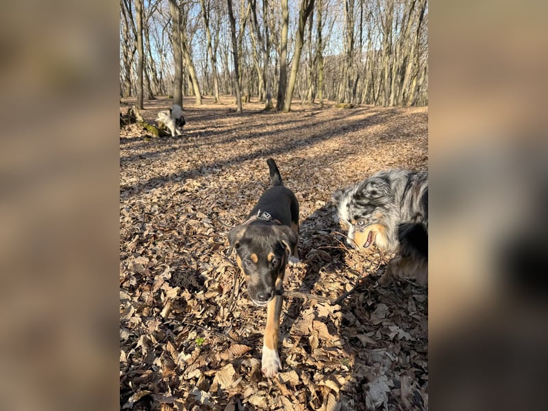 Knuffiger Boston sucht seine Familie