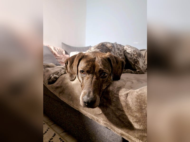 Stella hat schon viel dazu gelernt, wer gibt ihr ein Zuhause?