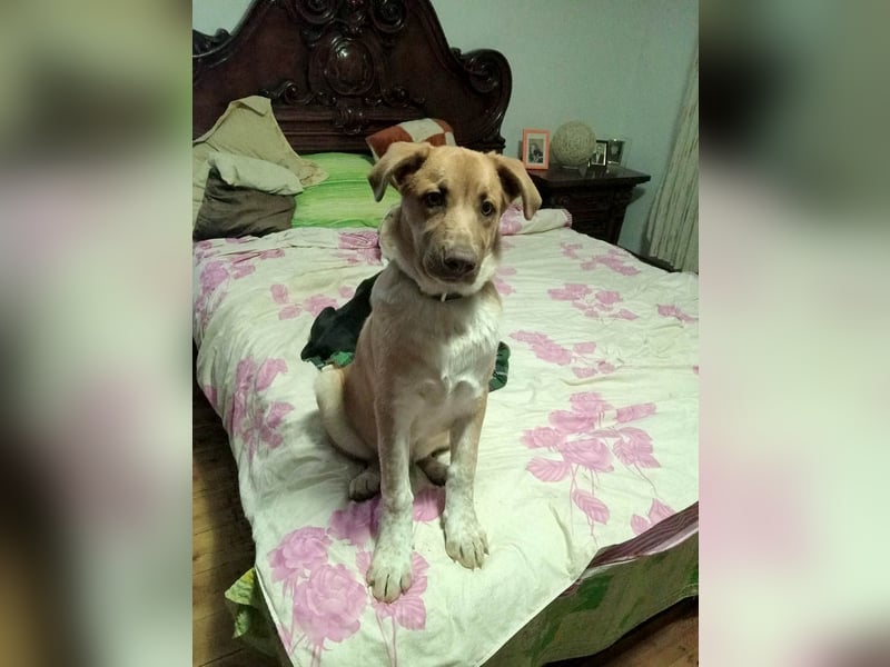 Knuffiger Toby sucht seine Familie