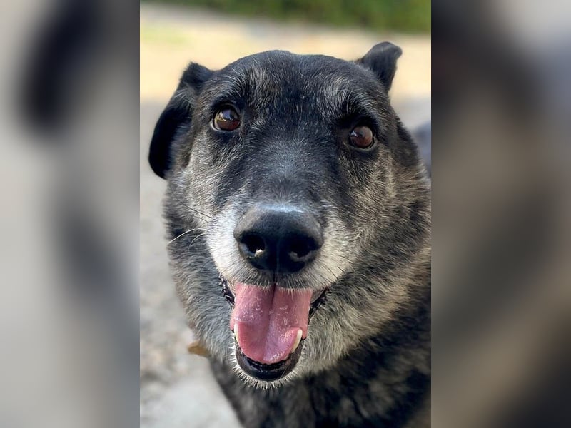 Wer gibt dem älteren Boris eine Chance auf ein Zuhause?