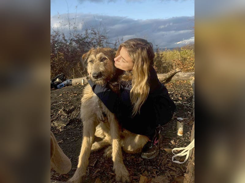 Hübscher Murphy sucht sein eigenes Körbchen
