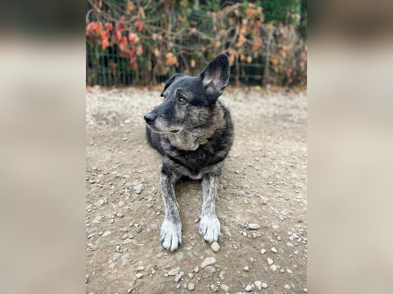 Wer gibt dem älteren Boris eine Chance auf ein Zuhause?