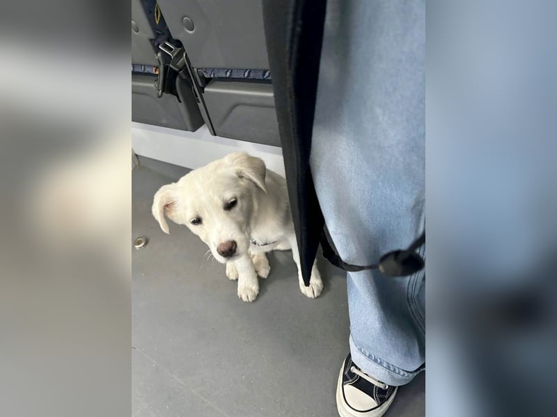 Goldiger Sully sucht liebe Menschen