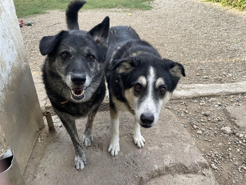 Wer gibt dem älteren Boris eine Chance auf ein Zuhause?