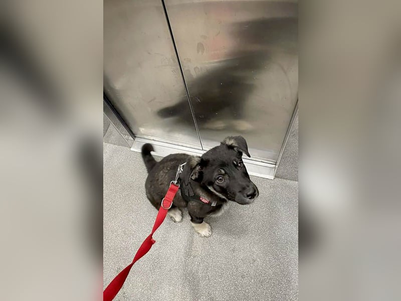 Sio, Bruder von Sally und Sully sucht auch seine Familie