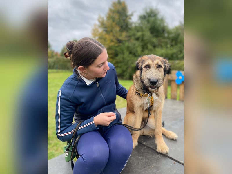 Hübscher Murphy sucht sein eigenes Körbchen
