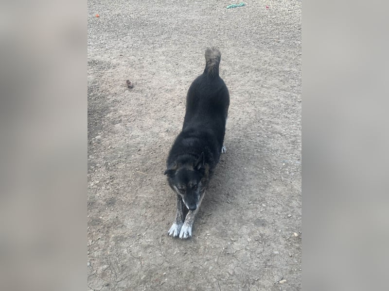 Wer gibt dem älteren Boris eine Chance auf ein Zuhause?