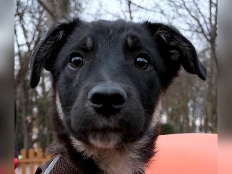 Sio, Bruder von Sally und Sully sucht auch seine Familie