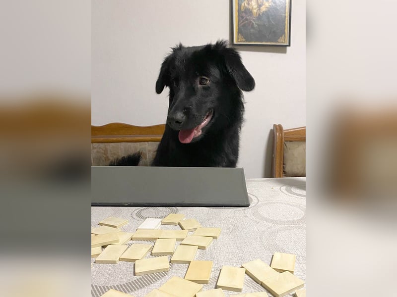 Aktiver Rollo sucht liebevolle und konsequente Menschen