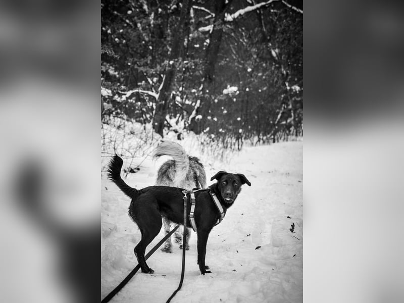 Süßer Paddy sucht seine Familie