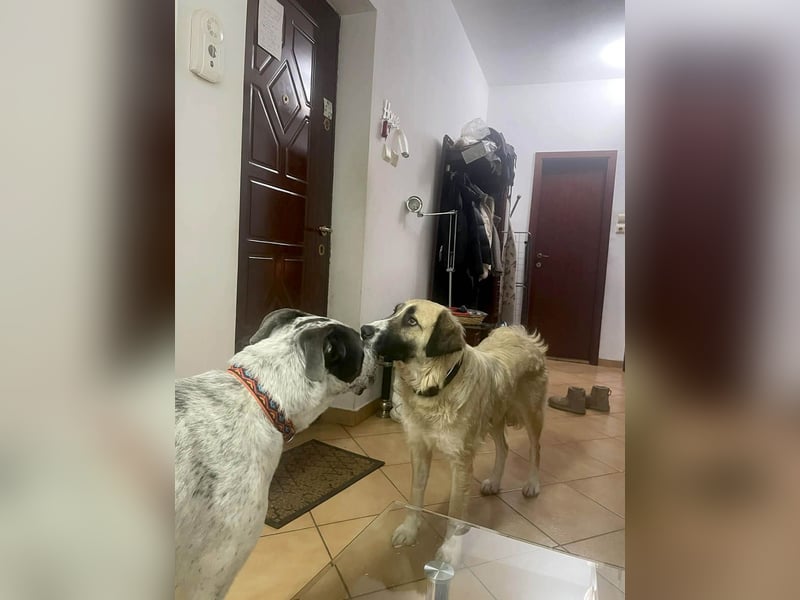 Große Odette sucht ihr eigenes Zuhause