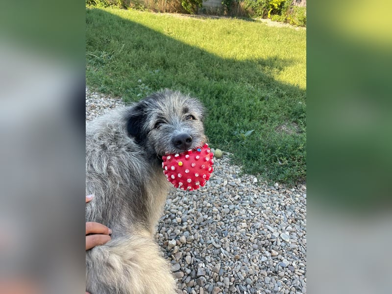 Süßer Smoky sucht liebe Familie