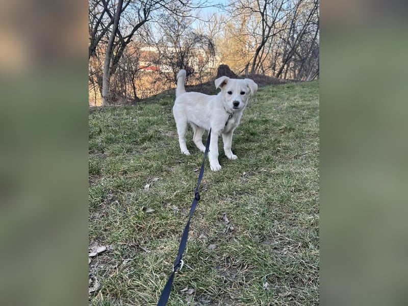 Goldiger Sully sucht liebe Menschen