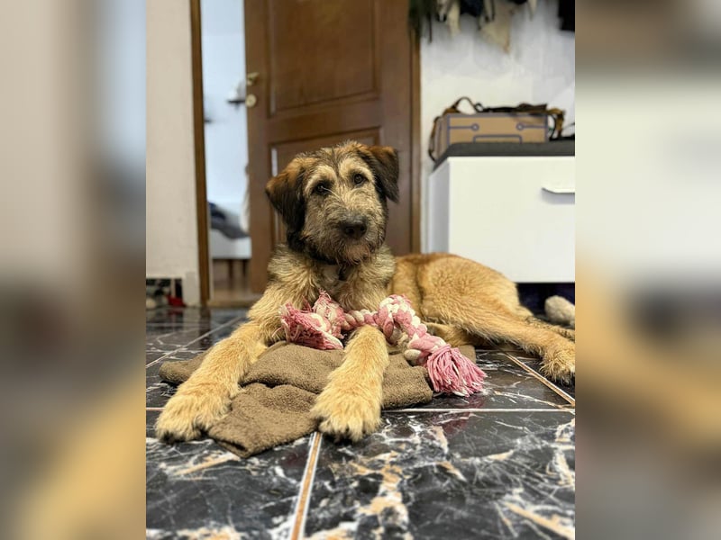 Hübscher Murphy sucht sein eigenes Körbchen