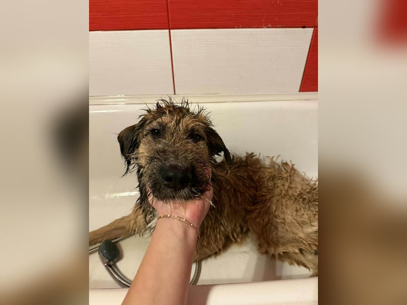 Hübscher Murphy sucht sein eigenes Körbchen