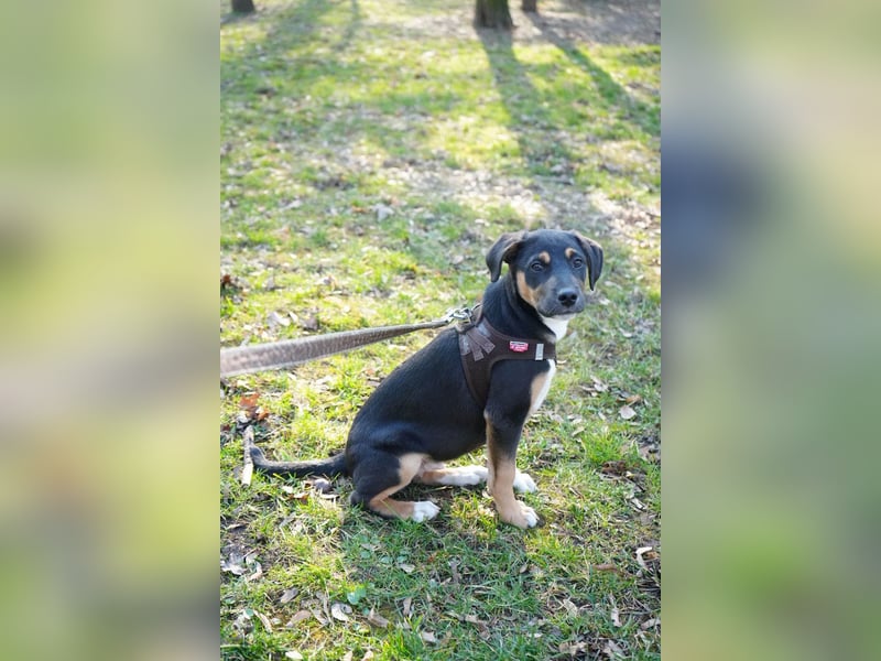 Knuffiger Boston sucht seine Familie