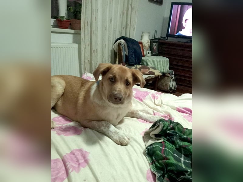 Knuffiger Toby sucht seine Familie