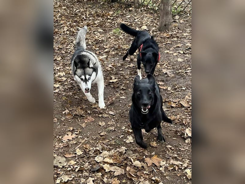 Wunderschöne Mai sucht ihre Familie