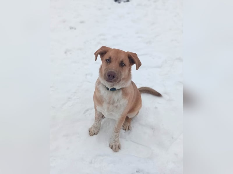 Knuffiger Toby sucht seine Familie