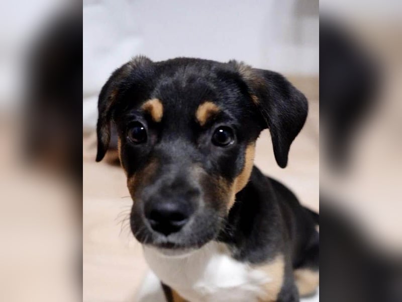 Knuffiger Boston sucht seine Familie