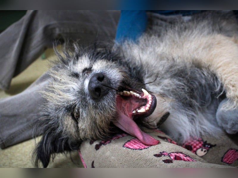 Süßer Smoky sucht liebe Familie