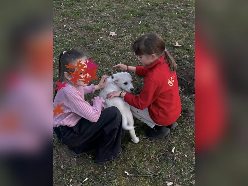 Goldiger Sully sucht liebe Menschen