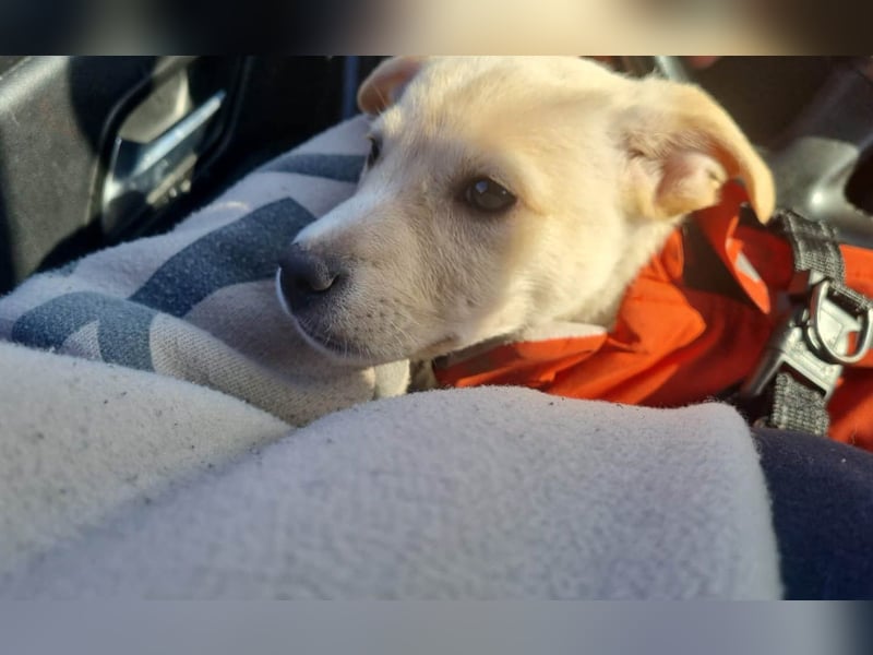 Knuffiger Benito sucht liebe Menschen