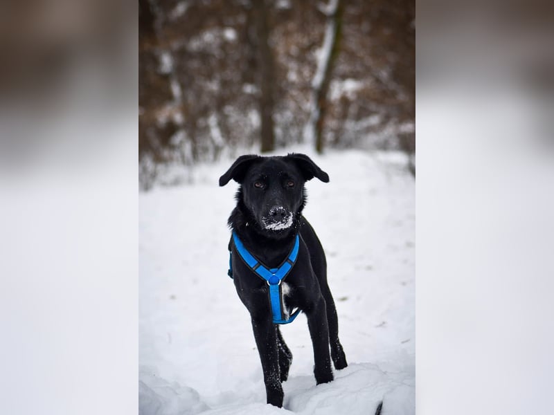 Süßer Paddy sucht seine Familie