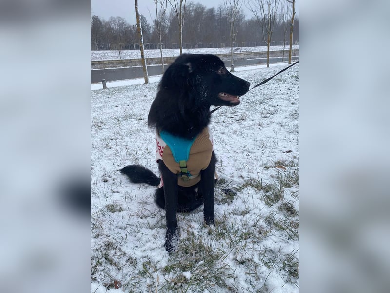 Aktiver Rollo sucht liebevolle und konsequente Menschen