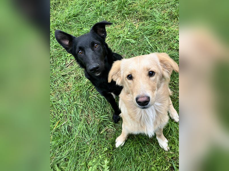 Hübsche Margo sucht ihr Körbchen