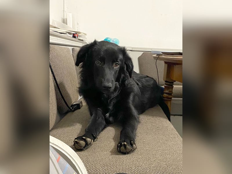 Aktiver Rollo sucht liebevolle und konsequente Menschen