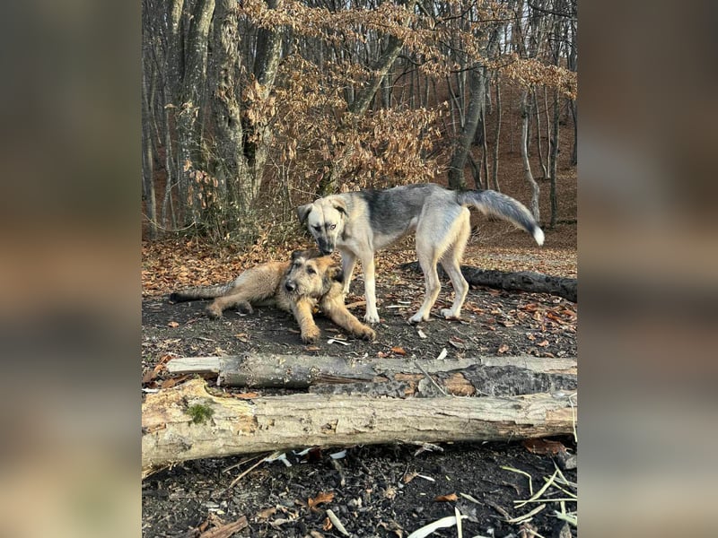 Hübscher Murphy sucht sein eigenes Körbchen
