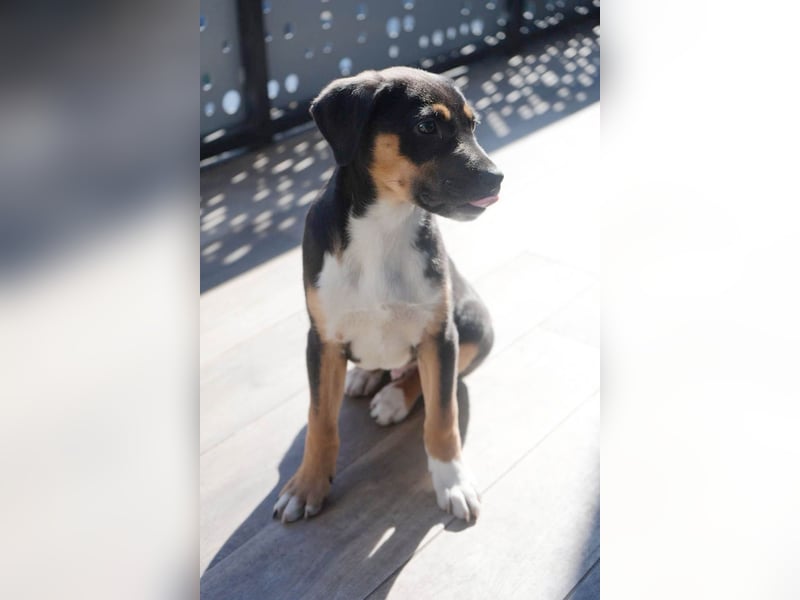 Knuffiger Boston sucht seine Familie