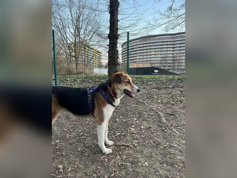 Goldige Alba sucht ihr eigenes Körbchen