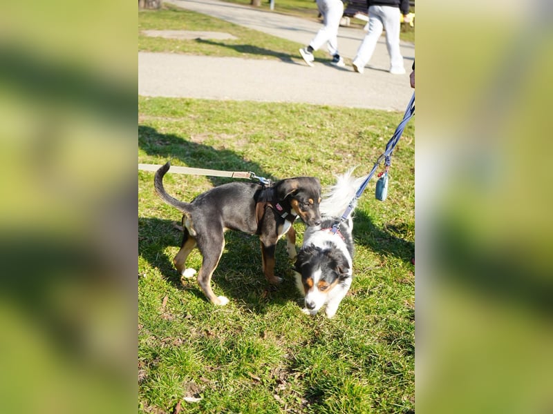 Knuffiger Boston sucht seine Familie