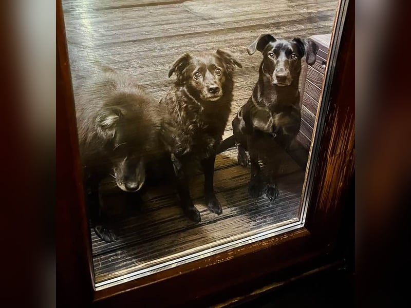 Wunderschöne Mai sucht ihre Familie