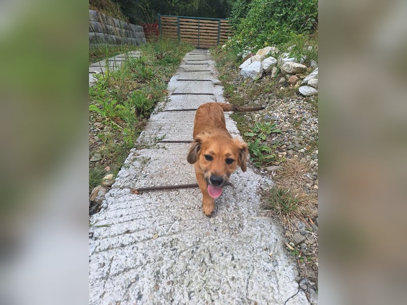 Goldige Ginette sucht liebes Zuhause