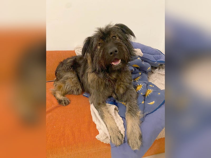 Wuscheliger Grey sucht seine Familie