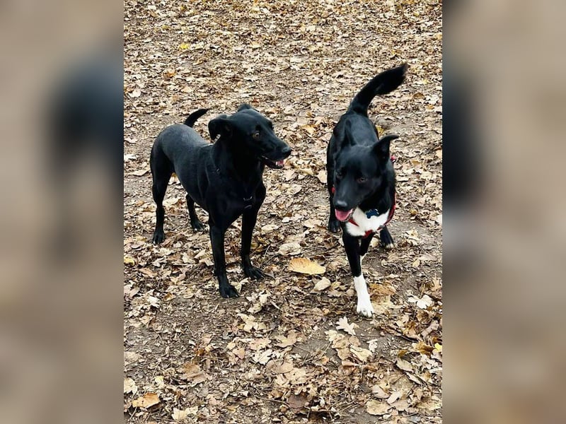 Wunderschöne Mai sucht ihre Familie