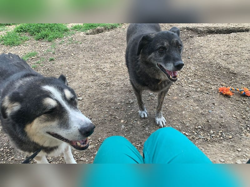 Wer gibt dem älteren Boris eine Chance auf ein Zuhause?