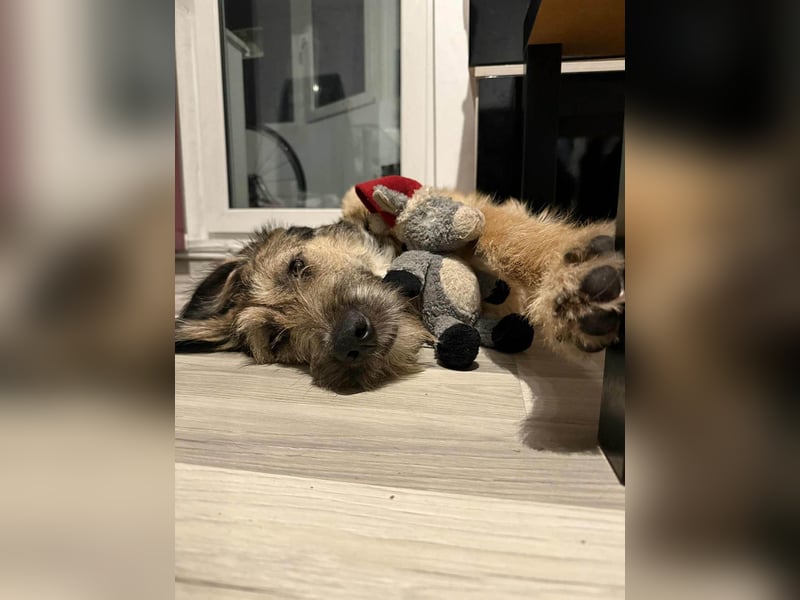 Hübscher Murphy sucht sein eigenes Körbchen