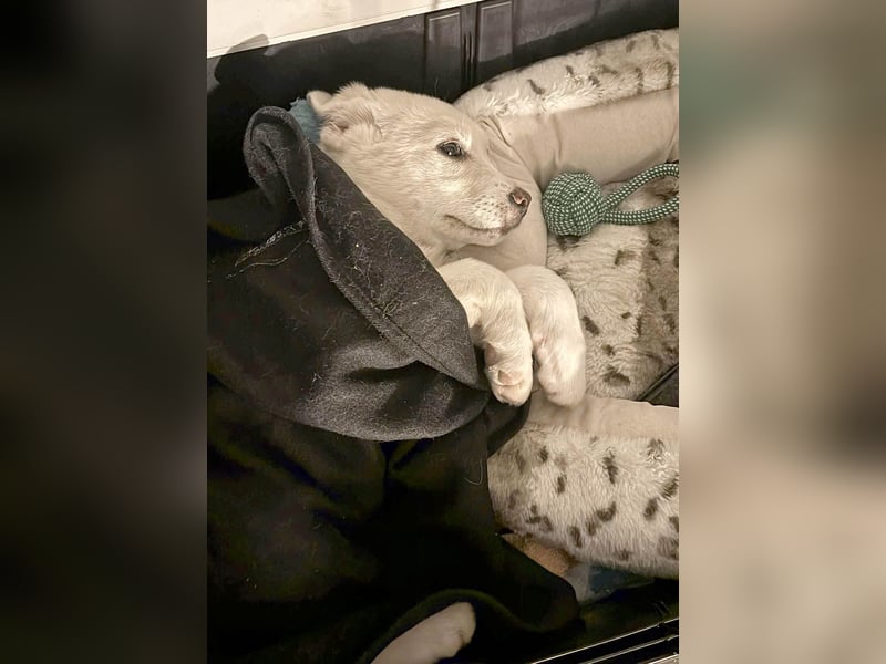 Goldiger Sully sucht liebe Menschen