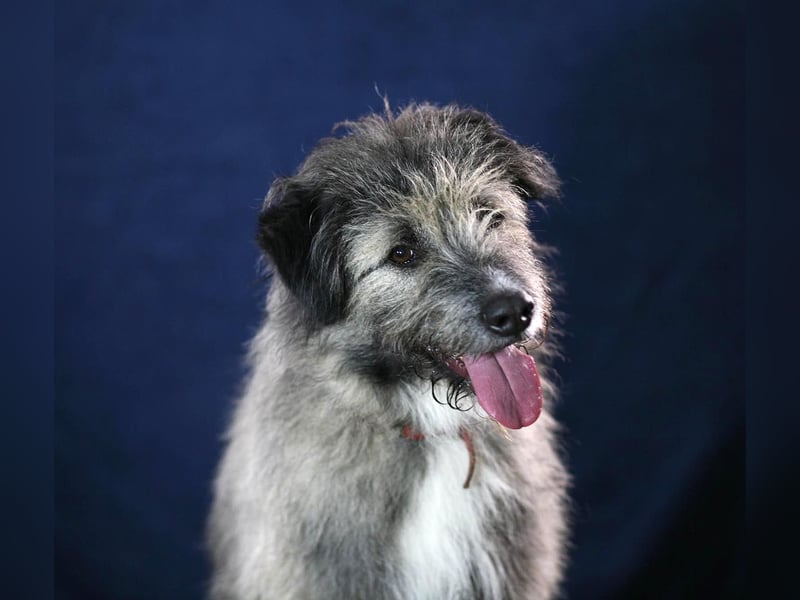 Süßer Smoky sucht liebe Familie