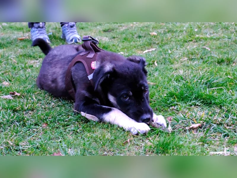 Sio, Bruder von Sally und Sully sucht auch seine Familie