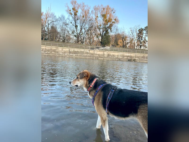 Goldige Alba sucht ihr eigenes Körbchen