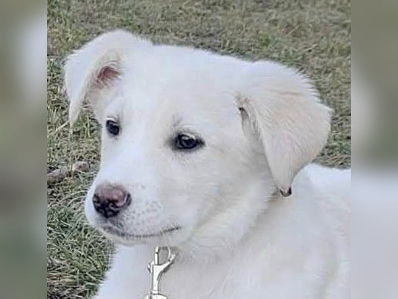 Goldiger Sully sucht liebe Menschen