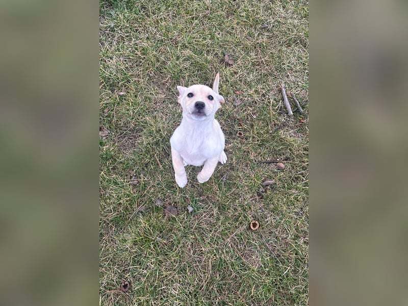 Knuffiger Benito sucht liebe Menschen