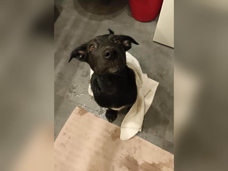 Süßer Paddy sucht seine Familie