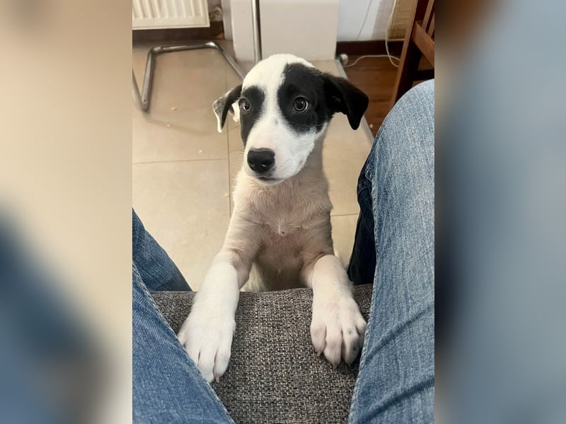 Goldige Melba sucht ihr eigenes Körbchen