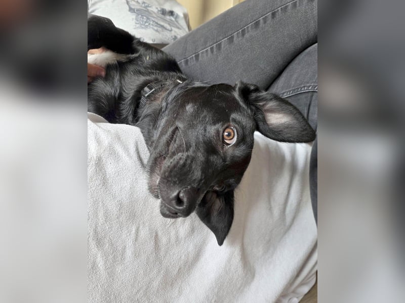 Süßer Paddy sucht seine Familie